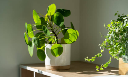 Place a money plant in your house; advancement will lead to prosperity.