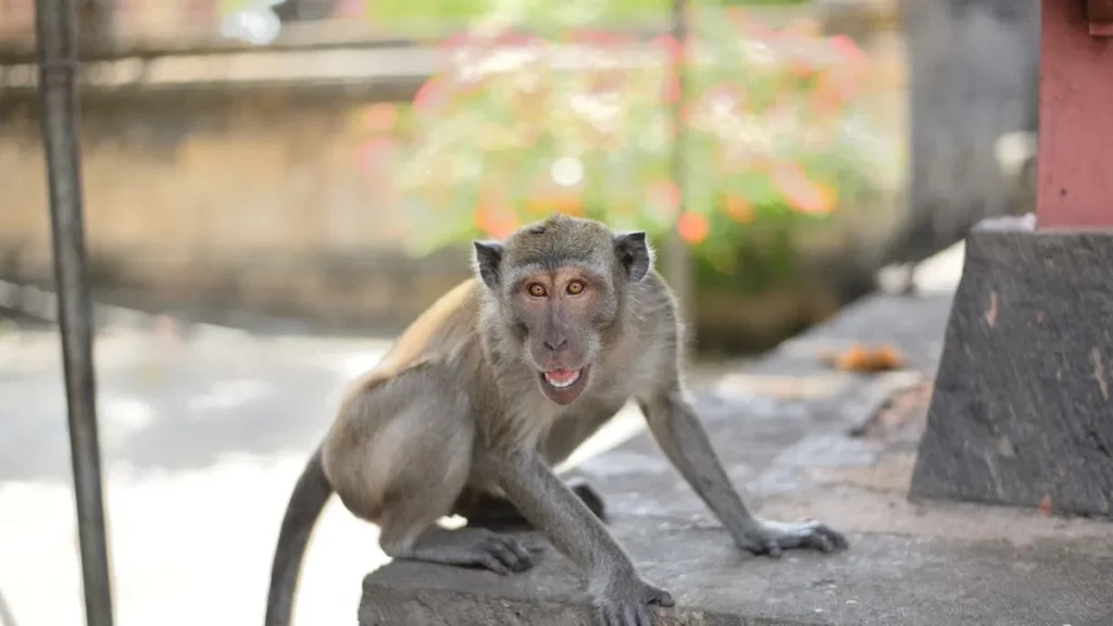 UP Girl Uses Alexa, Her Virtual Assistant, to Resist a Monkey Attack. This Is How She Managed It