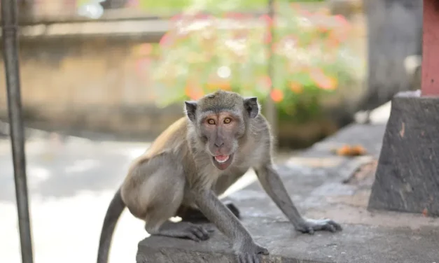 UP Girl Uses Alexa, Her Virtual Assistant, to Resist a Monkey Attack. This Is How She Managed It