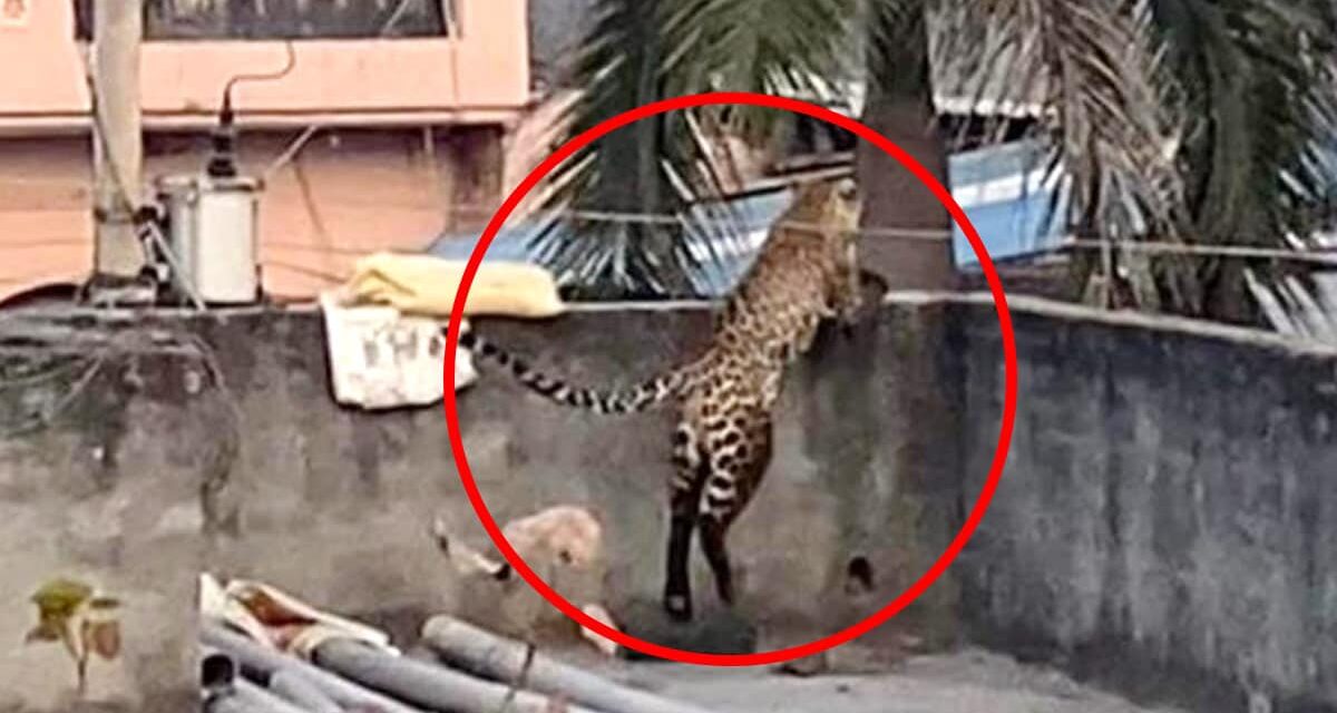 Leopard Enters In North Delhi, Attacks 5 People In Jagatpur Village