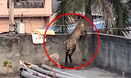 Leopard Enters In North Delhi, Attacks 5 People In Jagatpur Village