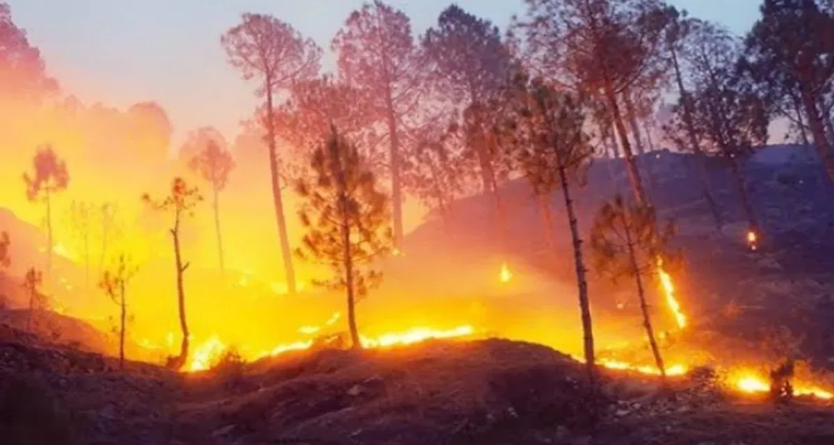 3 People Arrested As Uttarakhand Forest Fire Spreads To Nainital HC Colony
