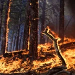Uttarakhand News: 477 state-reported forest fire occurrences, with Kumaon being the most impacted
