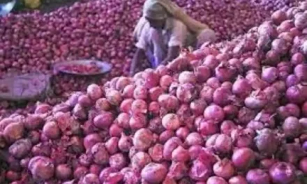 National Cooperative Exports Limited: Center approves 99,150 MT of onion exports to six nations: Bangladesh, Bhutan, Bhutan, Bangladesh, Mauritius, and Sri Lanka.