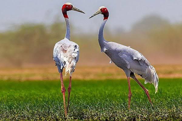 The growing story of birds in the UP state: Sarus census shows an optimistic trend following the first round