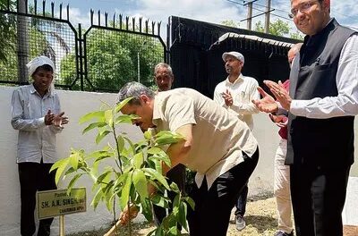 Haryana News: Senior Officers of HVPNL plants saplings, gives message of environmental conservation