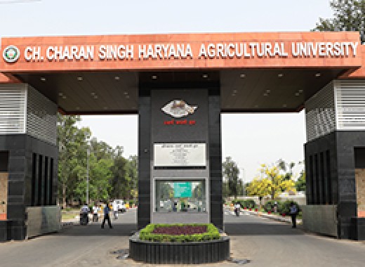 Chaudhary Charan Singh Haryana Agricultural University and Massey University, New Zealand will jointly do research on the impact of climate change on Moringa (drumstick).