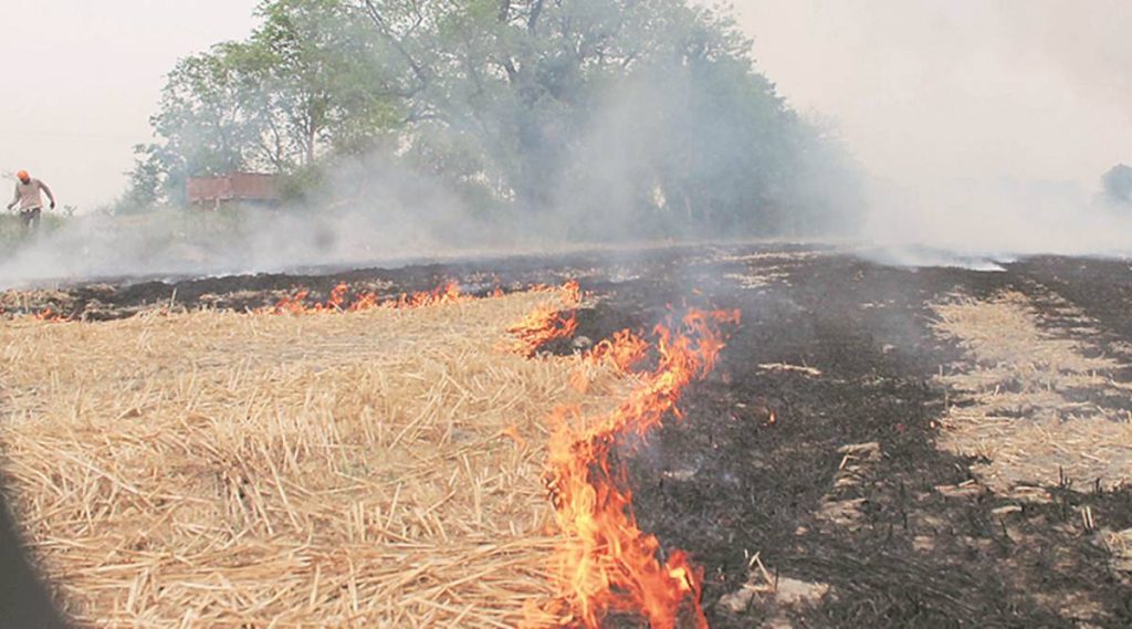 CAQM : Flying Squads to Report Daily on Efforts to Stop Paddy Stubble Burning