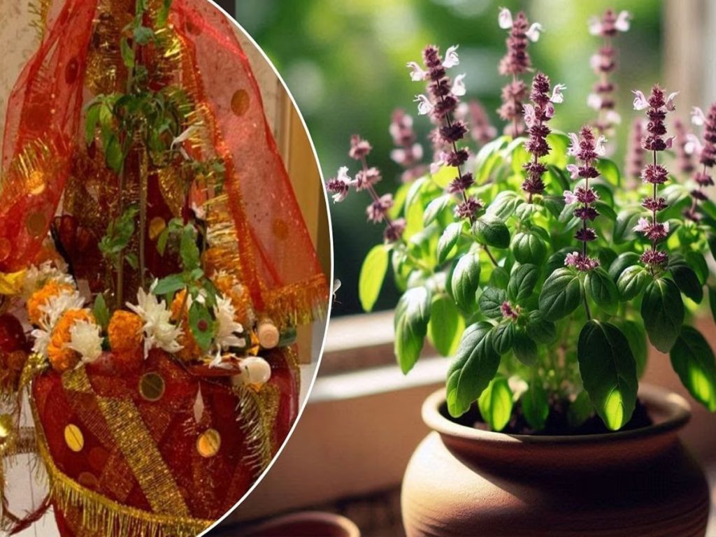 Tulsi Vivah 2024: Be aware of the significance and puja muhurat of the two unique coincidences that are occurring this time.