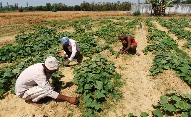 Chhattisgarh NEWS : Farmers in Chhattisgarh have gained a profit of ₹2,641 crore through advancements in agriculture.