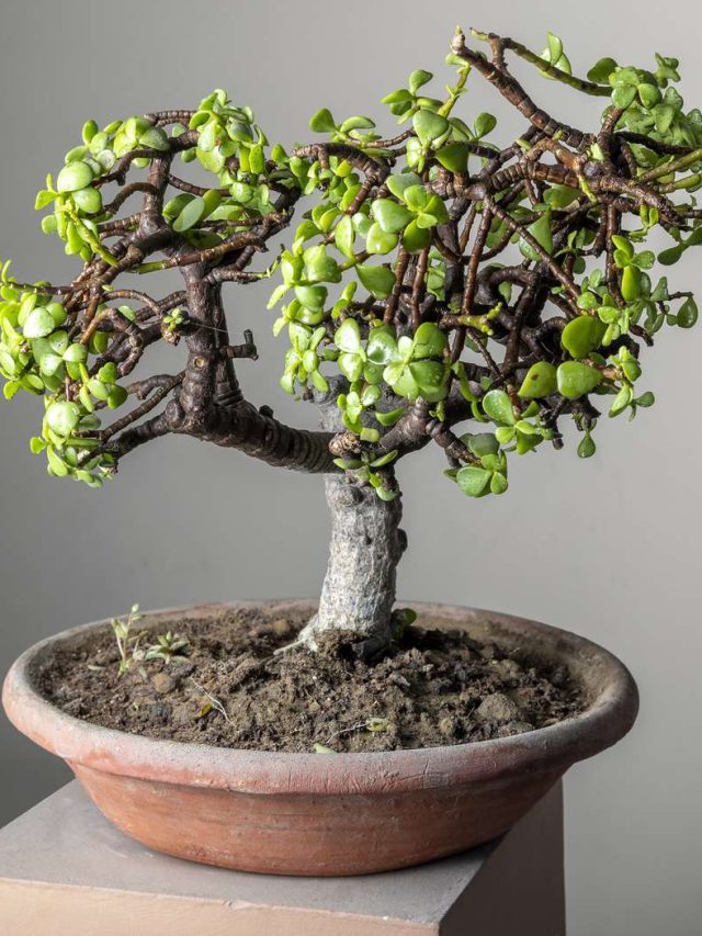 7 Beginner-Friendly Bonsai Tree Types